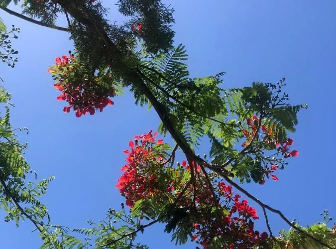 World מספאלומס